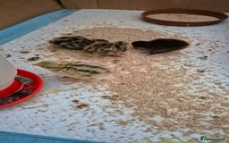 Chickens poultry for sale: Day old Silkies and quail chicks - Image 7