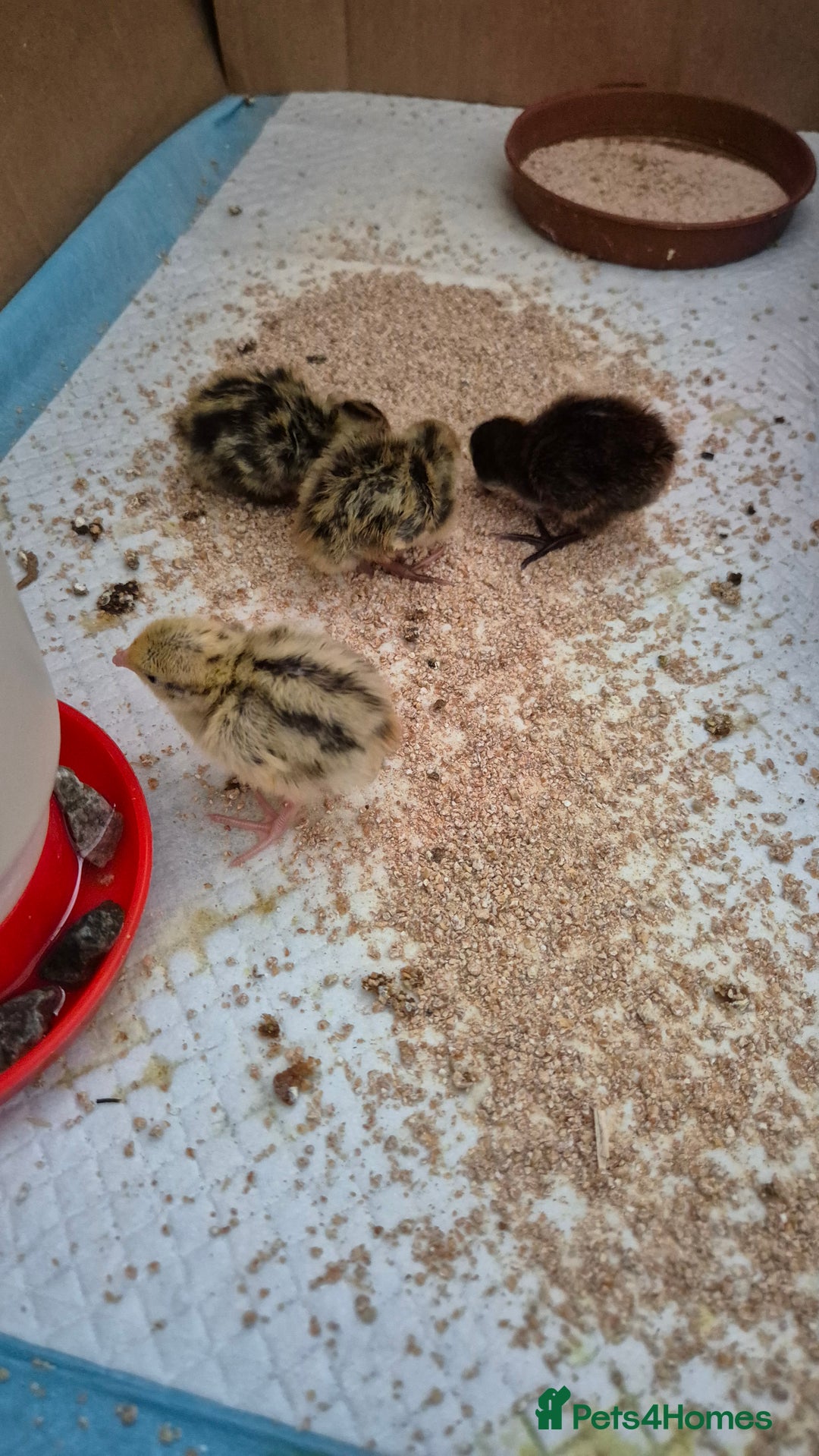 Chickens poultry for sale: Day old Silkies and quail chicks - Image 7