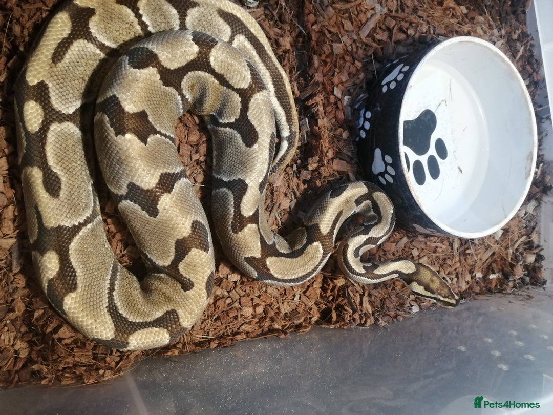 Python Snake reptiles for sale: Adult Royal Python's for sale - Image 9