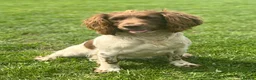 Sprocker dogs for sale: Stunning F1 Sprocker Spaniel Pups - Advert 2
