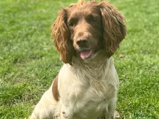 Sprocker dogs Stunning F1 Sprocker Spaniel Pups - Advert 4
