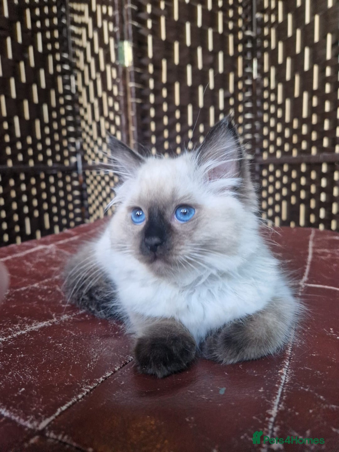 Ragdoll cats for sale: 1 Ragdoll girl left looking for a loving home  - Image 17