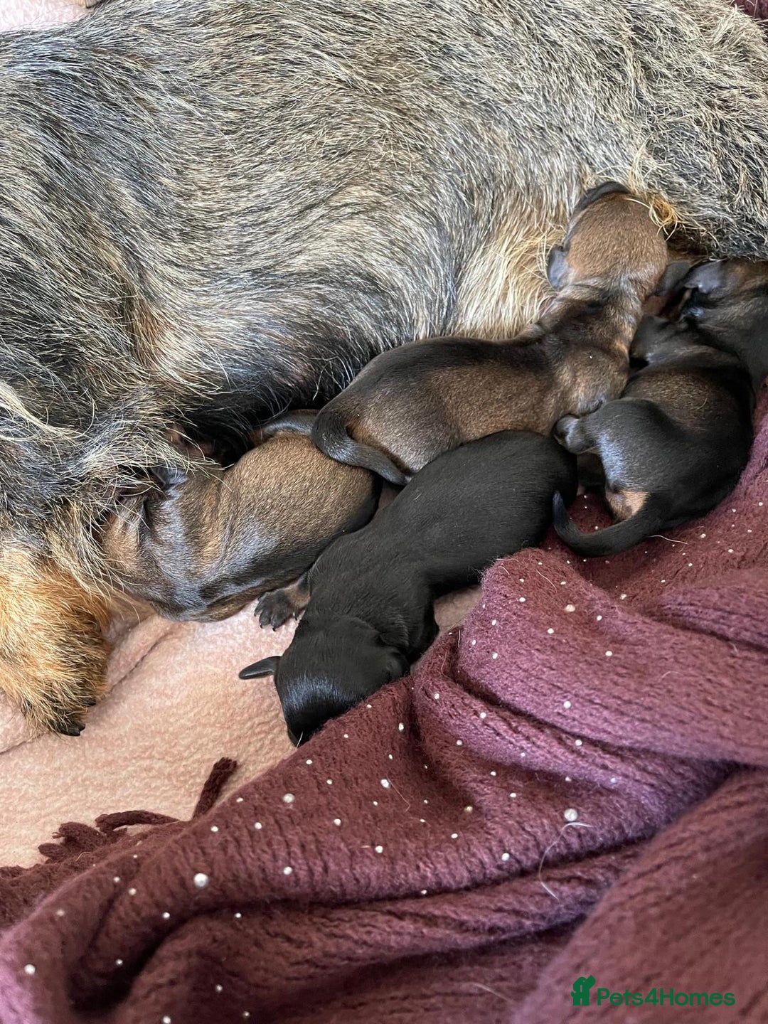 Miniature Dachshund dogs for stud: Miniature Wire Haired Dachshund Stud in Manchester - Advert 10