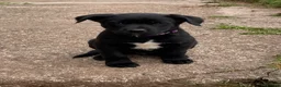 Mixed Breed dogs for sale: Australian Kelpie x Collie Pups in Llangadog - Advert 5