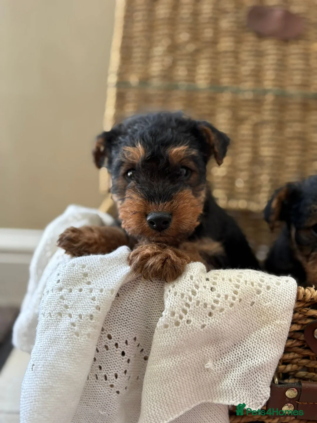 Welsh Terrier dogs for sale: Welsh terriers excellent pedigree  - Advert 8