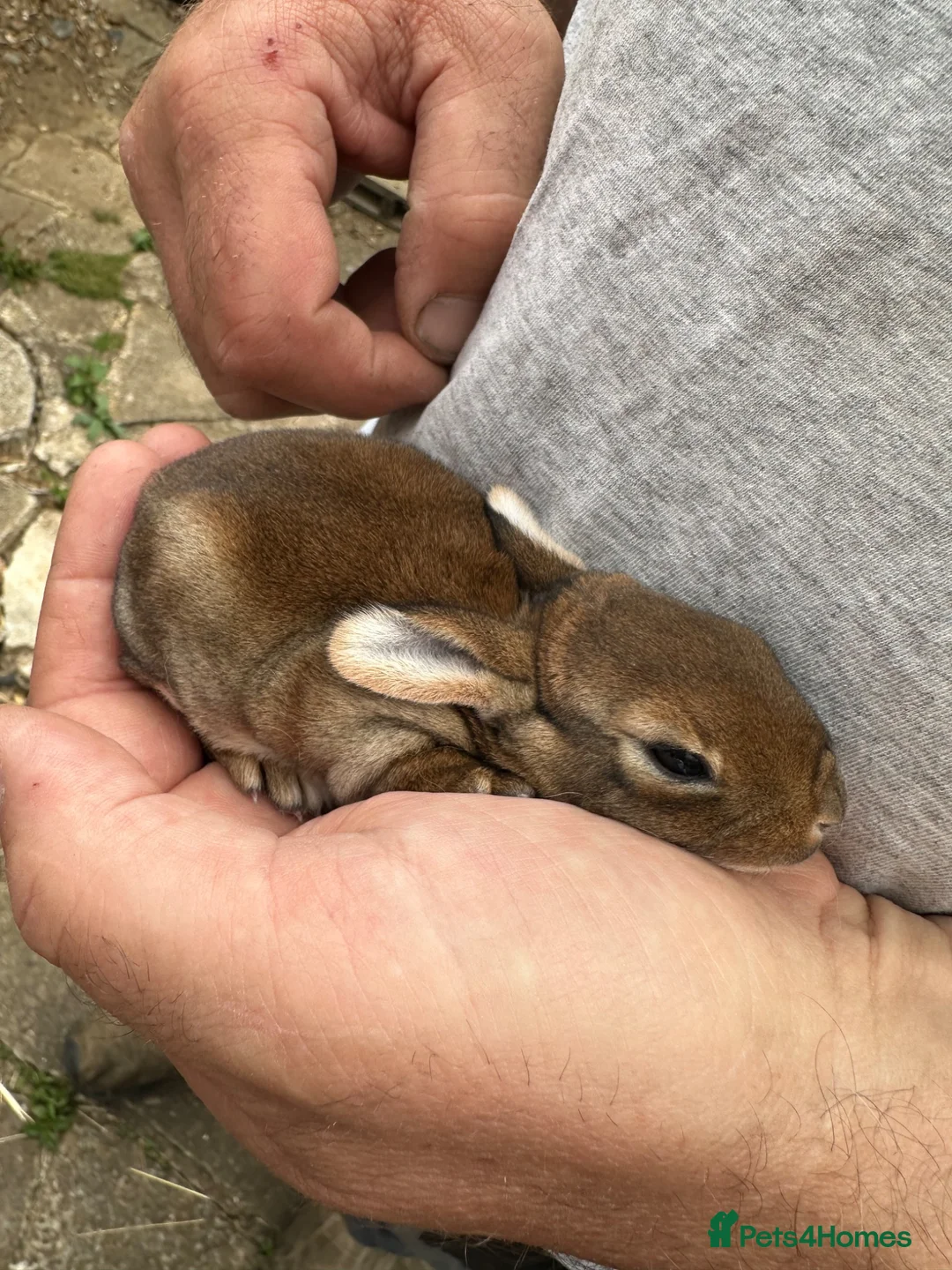 Rex rabbits for sale: Beautiful Baby Rex Bunny Ready 14/09 - Advert 2