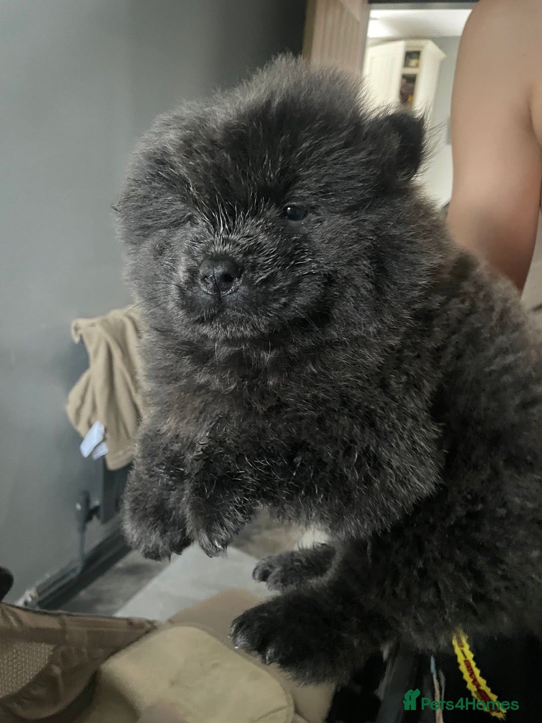 Chow Chow dogs for sale: Chow chow pups - Image 6