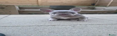 New Champagne shade 