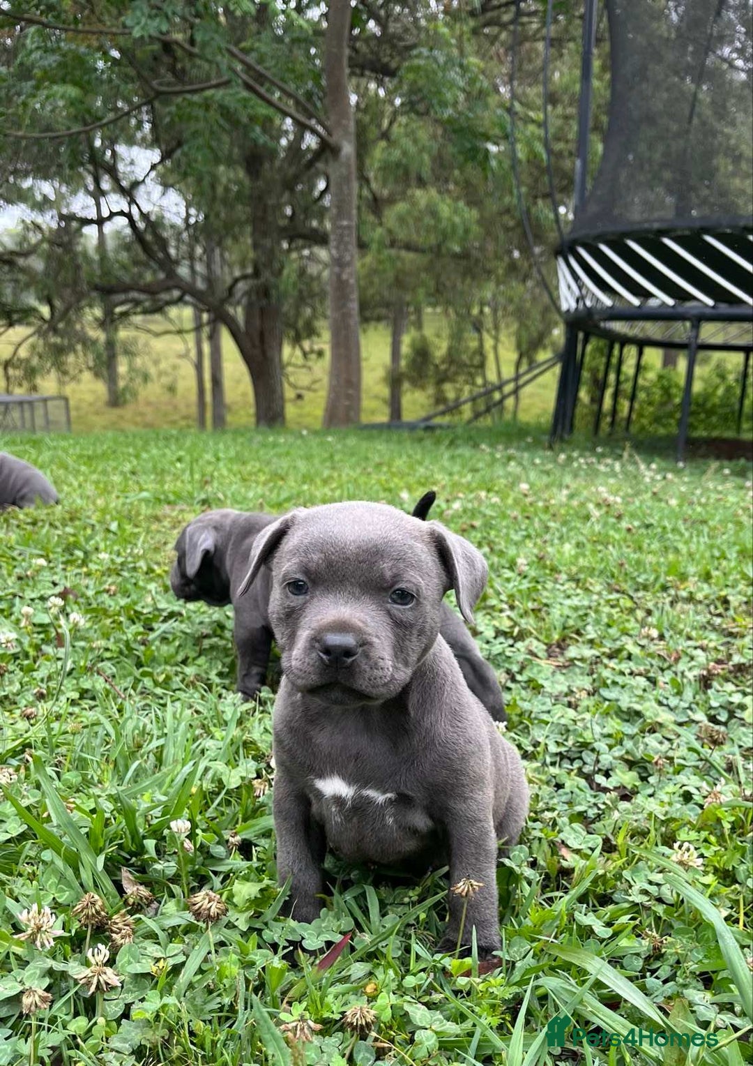 Staffordshire Bull Terrier dogs for sale: Staffordshire  puppies for sale - Image 2