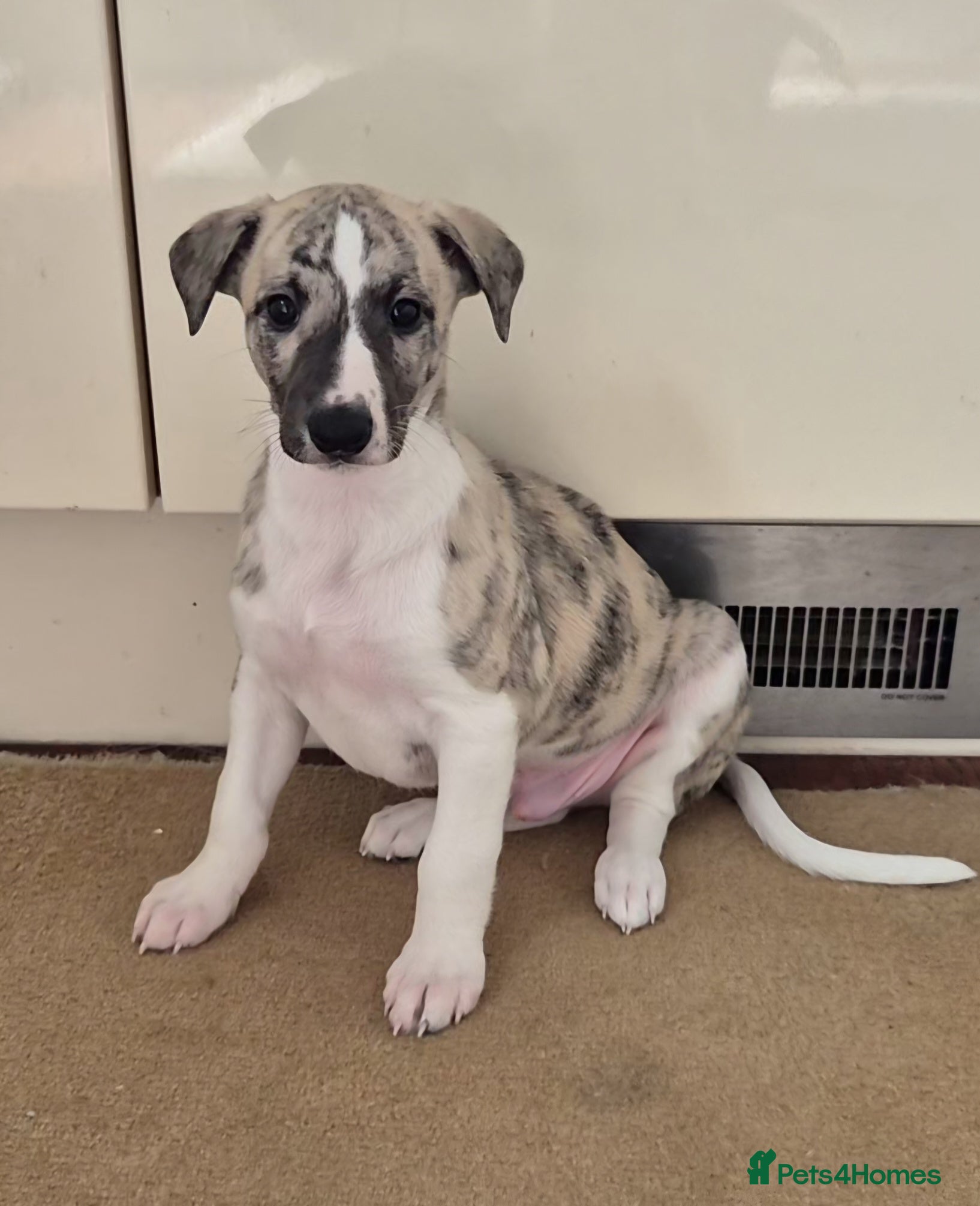 Whippet dogs KC Registered Whippet Dog Pup  - Advert 1