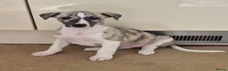 Whippet dogs for sale: KC Registered Whippet Dog Pup  in Swansea - Advert 1