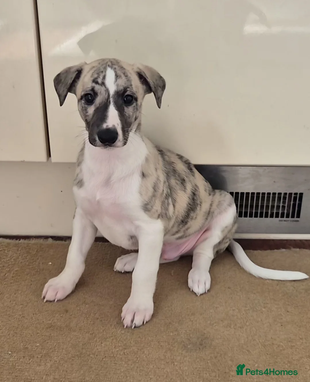 Whippet dogs for sale: KC Registered Whippet Dog Pup  in Swansea - Advert 1