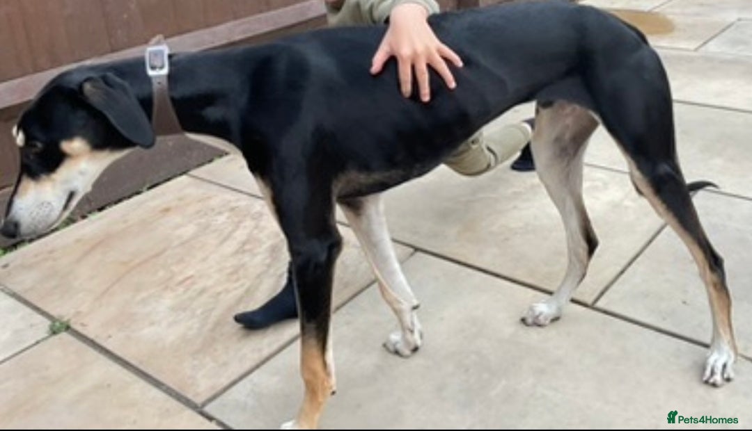 Mixed Breed dogs for sale: Male saluki cross  - Advert 3