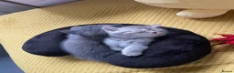 Scottish Fold cats for sale: Scotish straight/ fold  - Advert 4