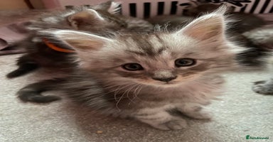 Maine Coon cats - Advert 3
