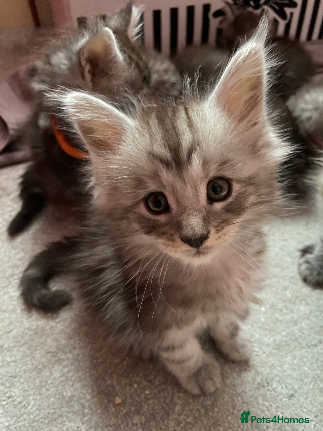 Maine Coon cats for sale: Ready Now Maine Coon kittens - Image 3