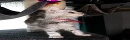 Maine Coon cats for sale: STUNNING PEDIGREE MAINE COON KITTENS - Advert 17