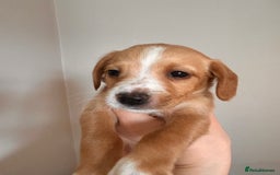 Cockerdor dogs for sale: 7 cockerdor puppies  - Image 7