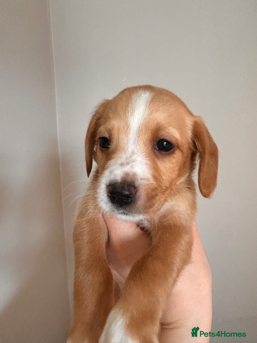 Cockerdor dogs for sale: 7 cockerdor puppies  - Image 7