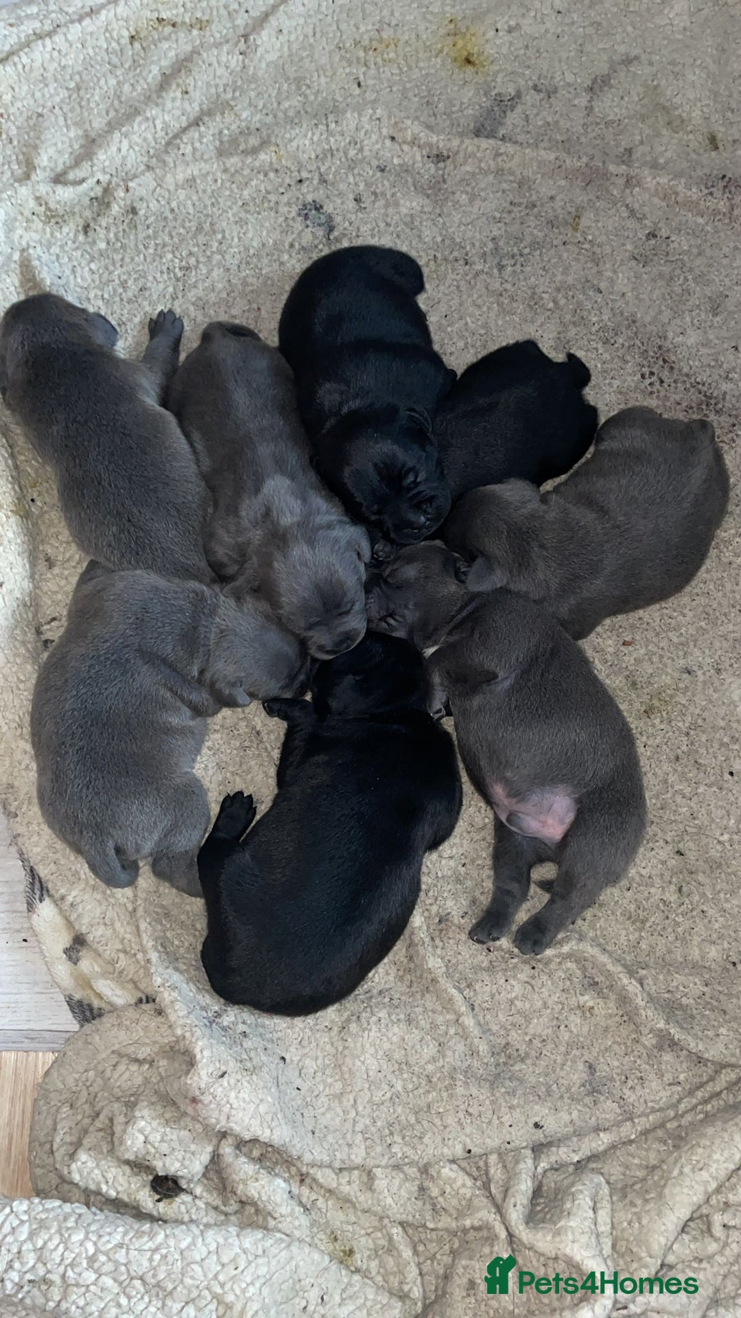 Staffordshire Bull Terrier dogs for sale: Chunky Staffy puppies excellent bloodline - Image 4