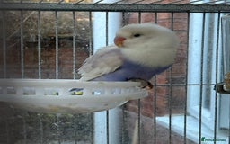 Lovebirds birds for sale: Lovebirds for sale  - Advert 4