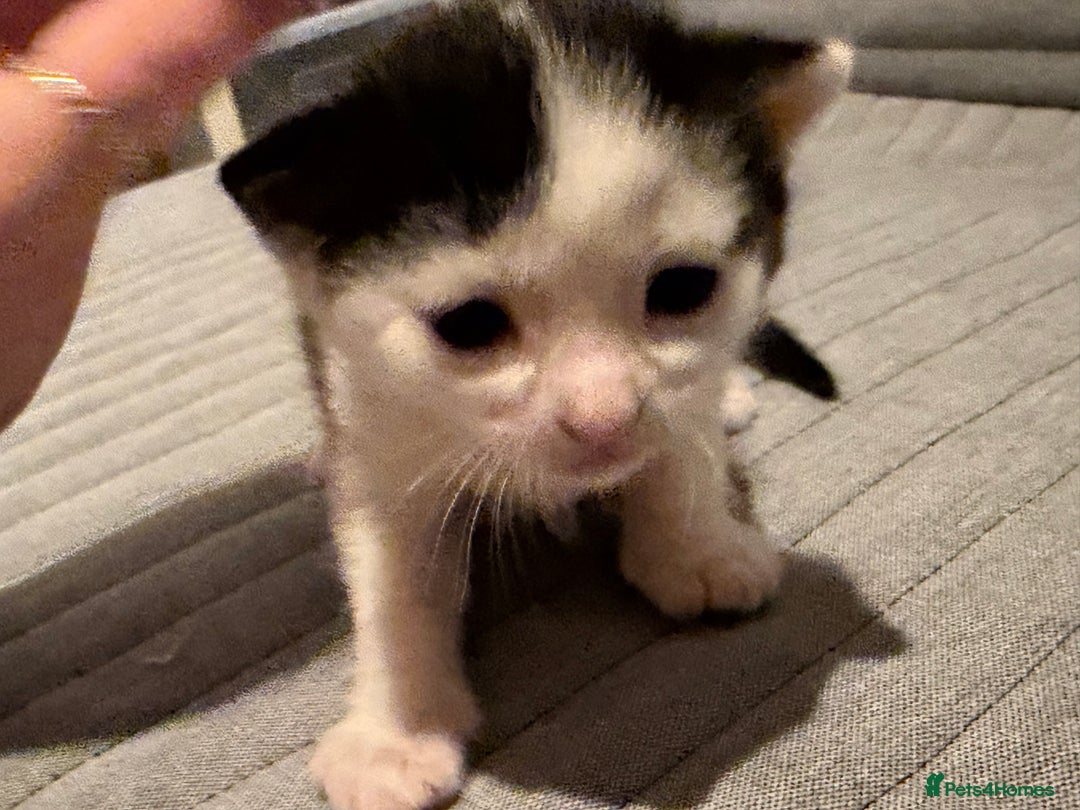 Domestic Shorthair cats for sale: White and black male kitten - Advert 12