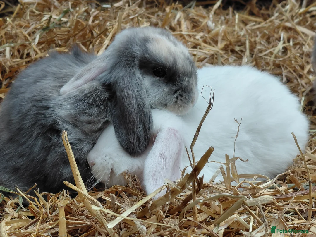 Mini Lop rabbits for sale: Mini Lop  in Wolverhampton - Advert 10