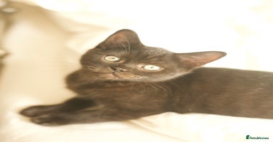 British Longhair cats - Advert 7
