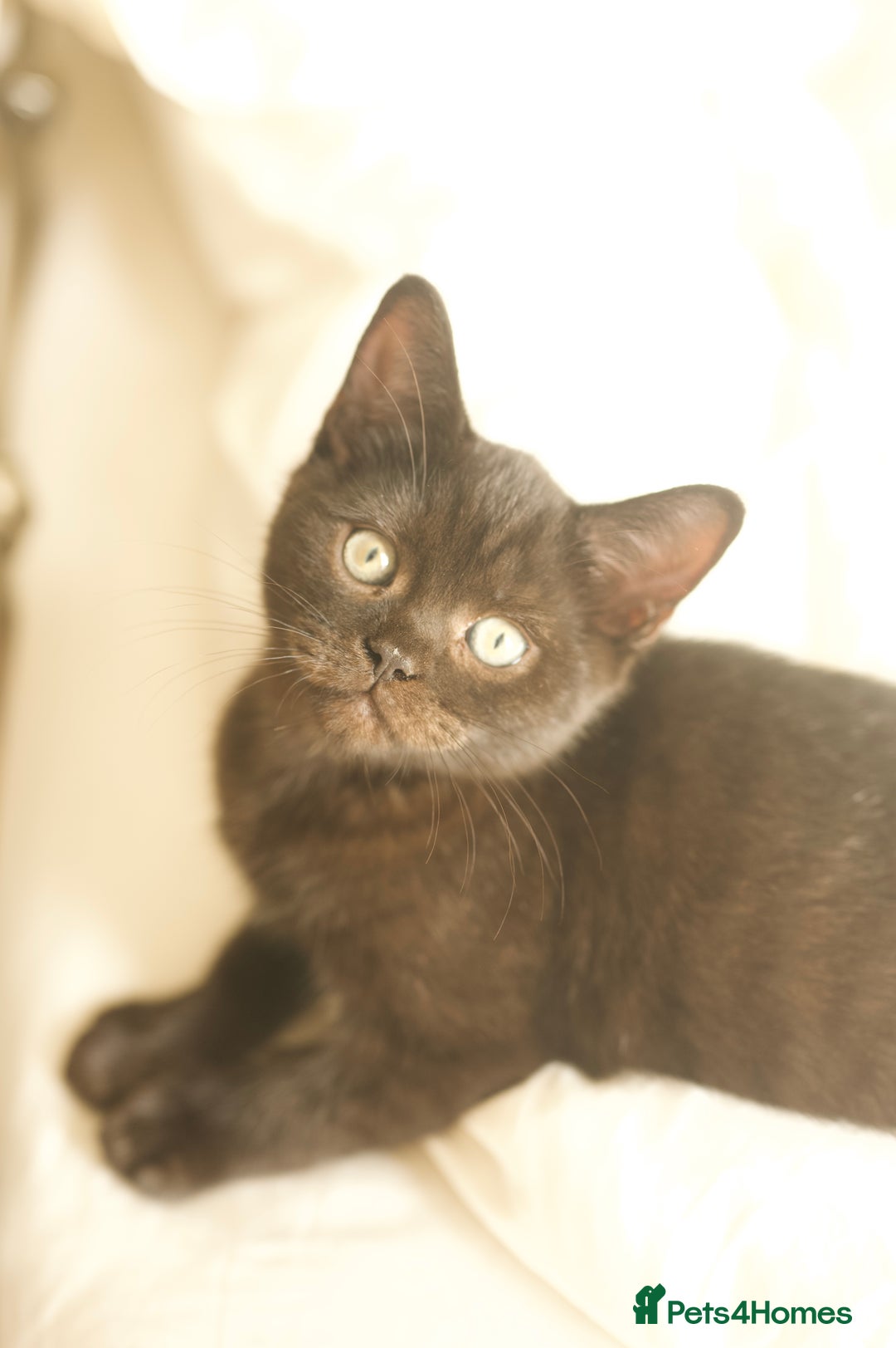 British Longhair cats for sale: Ready To Go This Weekend! 3 Sweet Little Kittens - Image 4