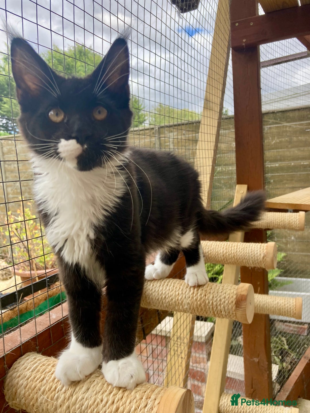 Maine Coon cats for sale: Pedigree Maine Coon Kittens (TICA) - Image 32