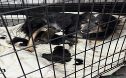 Border Collie dogs for sale: Border collie pups - Image 10