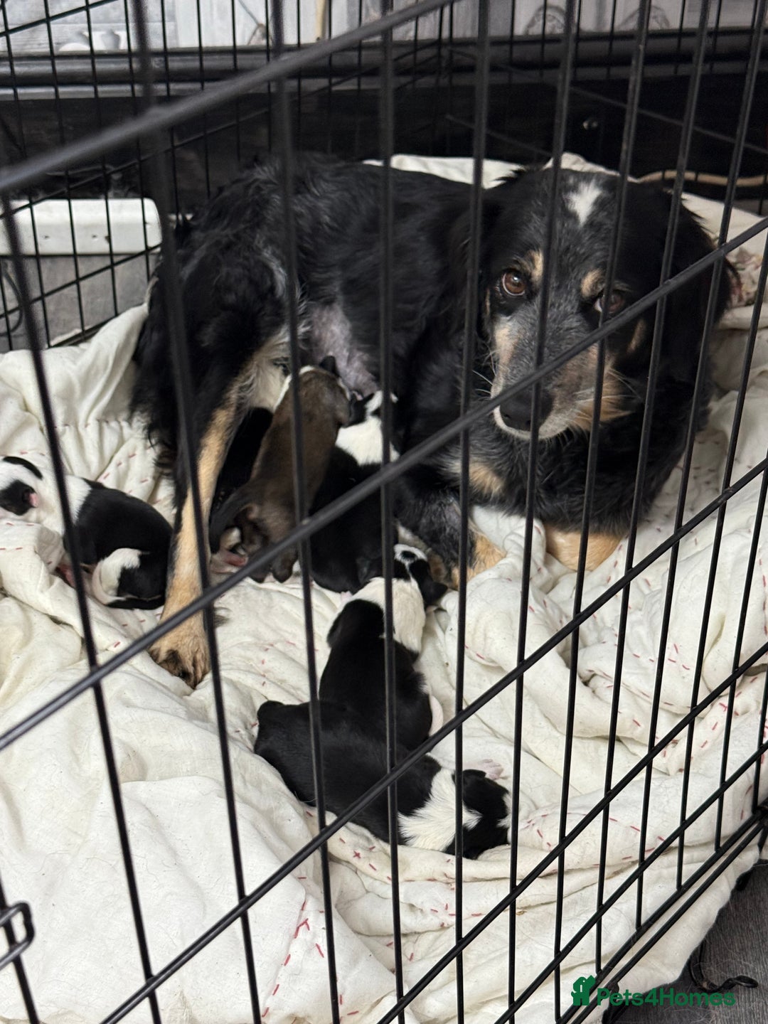 Border Collie dogs for sale: Border collie pups - Image 10
