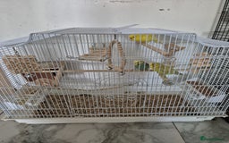 Budgerigars birds for sale: Budgies  - Image 4