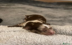 Sprocker dogs for stud: Milo  - Image 9