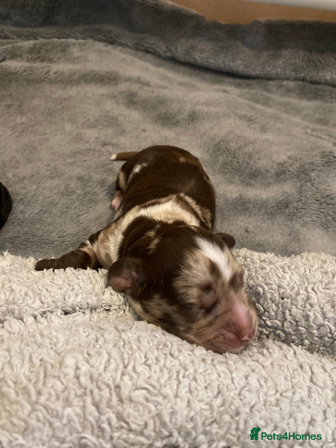 Sprocker dogs for stud: Milo  - Image 9