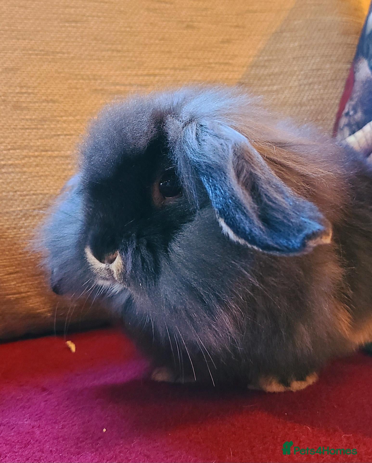 Mixed Breed rabbits for sale: Friendly bunnies ready to go - Advert 23