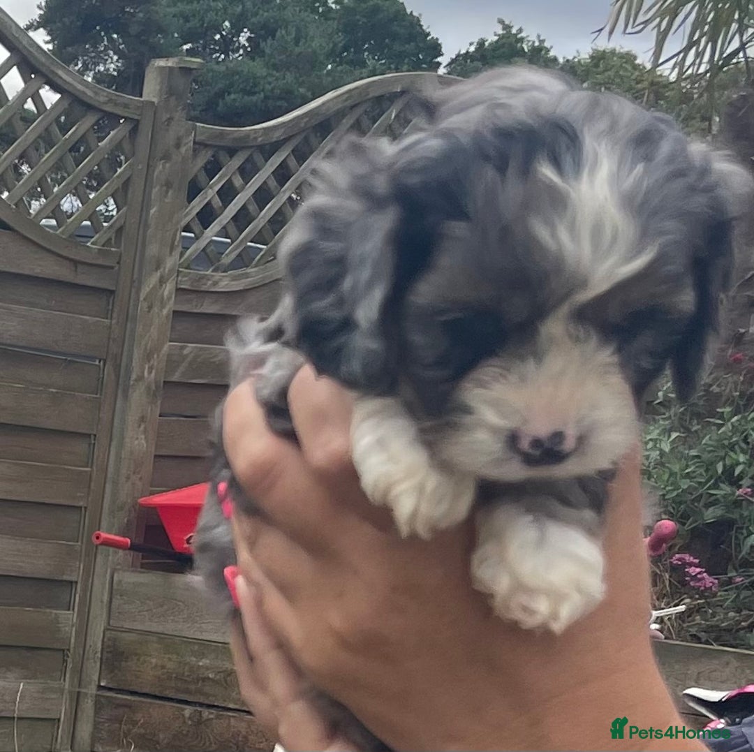 Cavapoo dogs for sale: Stunning Cavapoo puppies  - Image 3