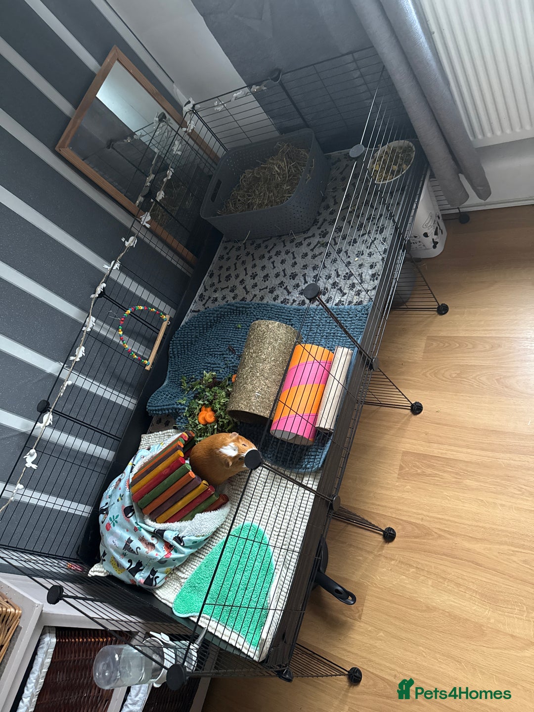 Guinea Pig rodents for sale: Guinea pig brothers for sale  - Image 3