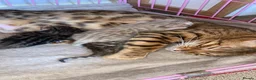 Bengal cats for sale: Gorgeous Bengal kittens - Advert 3