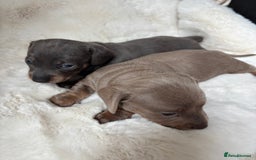 Miniature Dachshund dogs for sale: Miniature Dachshund Puppies  - Image 9