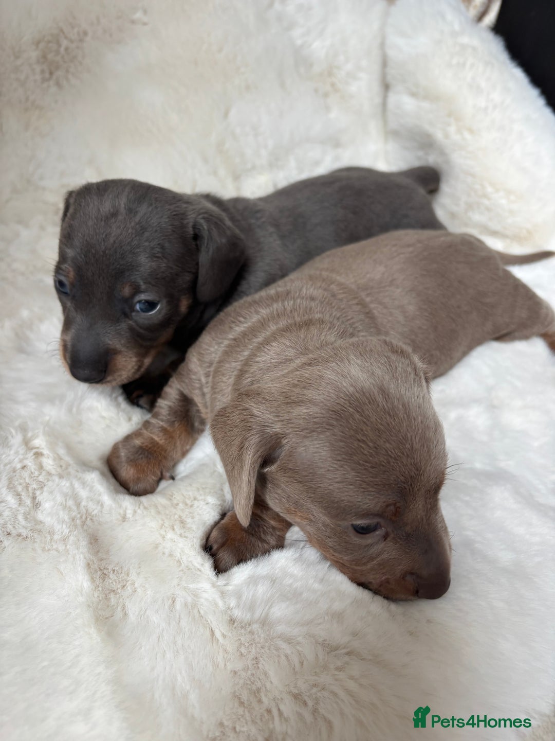 Miniature Dachshund dogs for sale: Miniature Dachshund Puppies  - Image 9