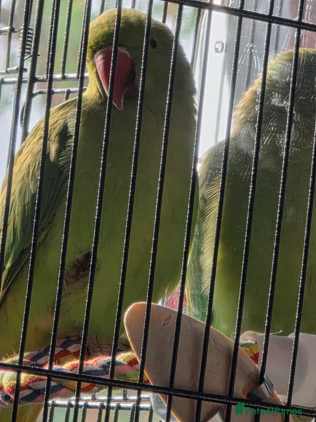 Ringnecks birds for sale: 9 month old indian ringneck parrot male - Advert 4