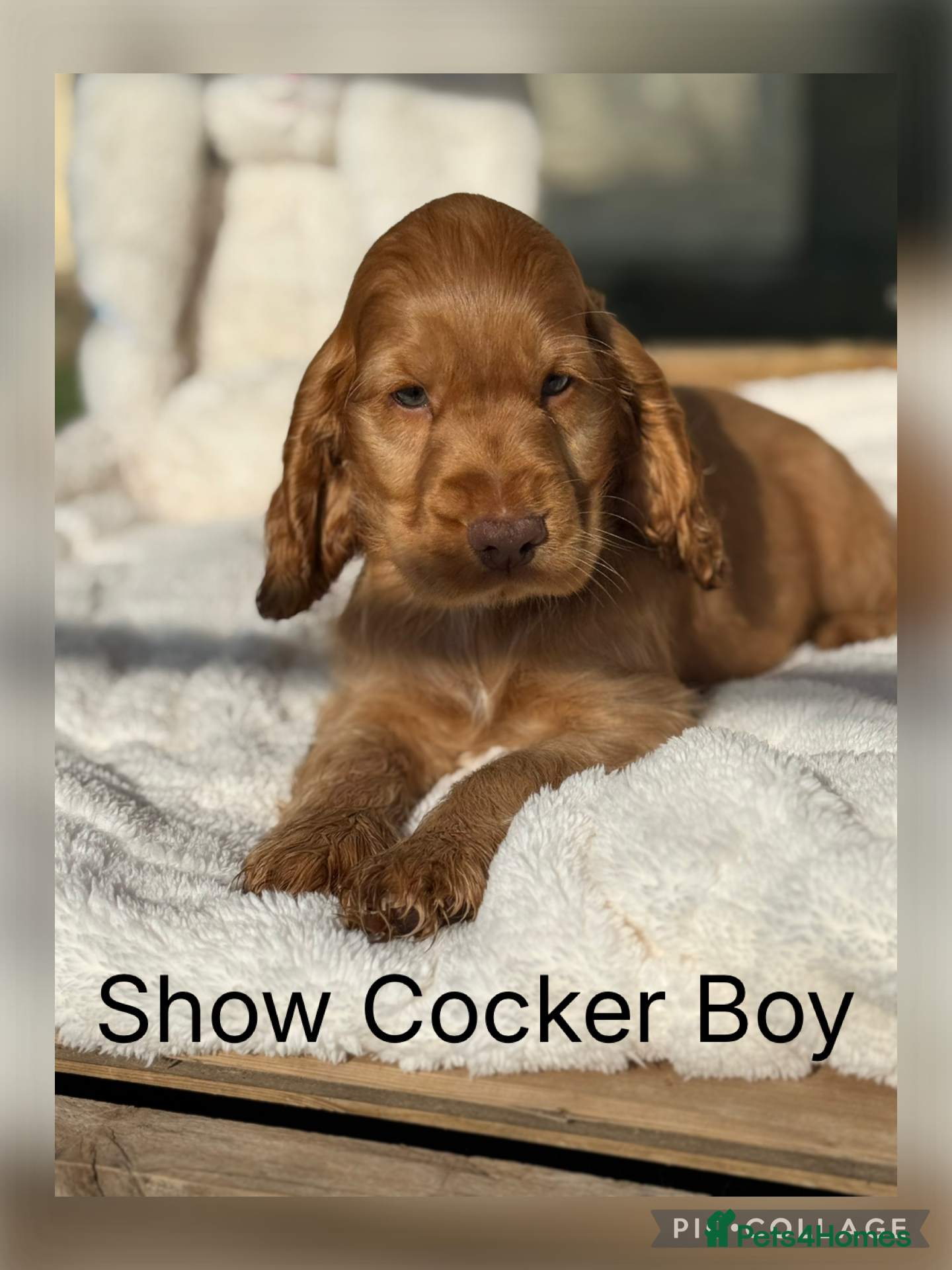 Cocker Spaniel dogs Stunning Show Cocker Spaniels ready now  - Advert 14