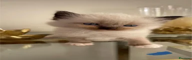 Ragdoll Kitten 3