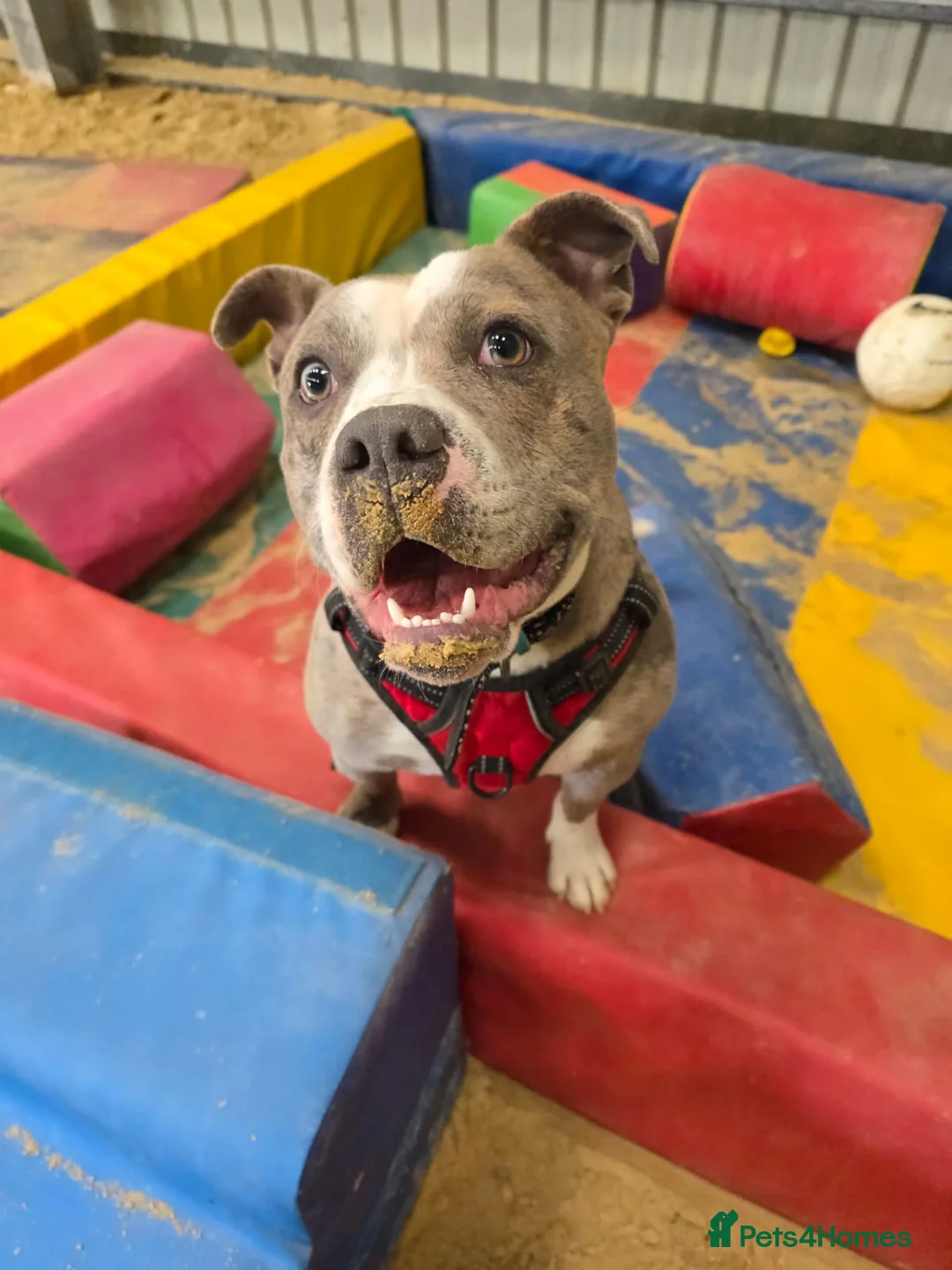 Staffordshire Bull Terrier dogs for adoption: Pumba  - Advert 2