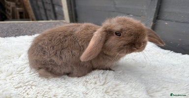 Mini Lop rabbits - Advert 11