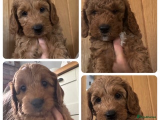 Cockapoo dogs - Advert 20