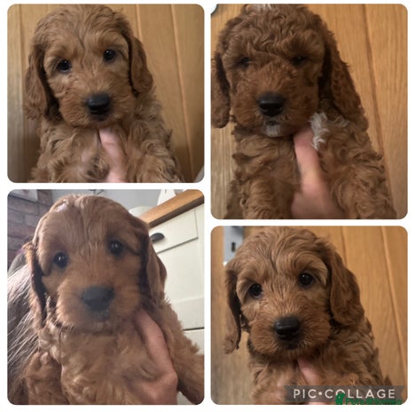 Cockapoo dogs - Advert 2