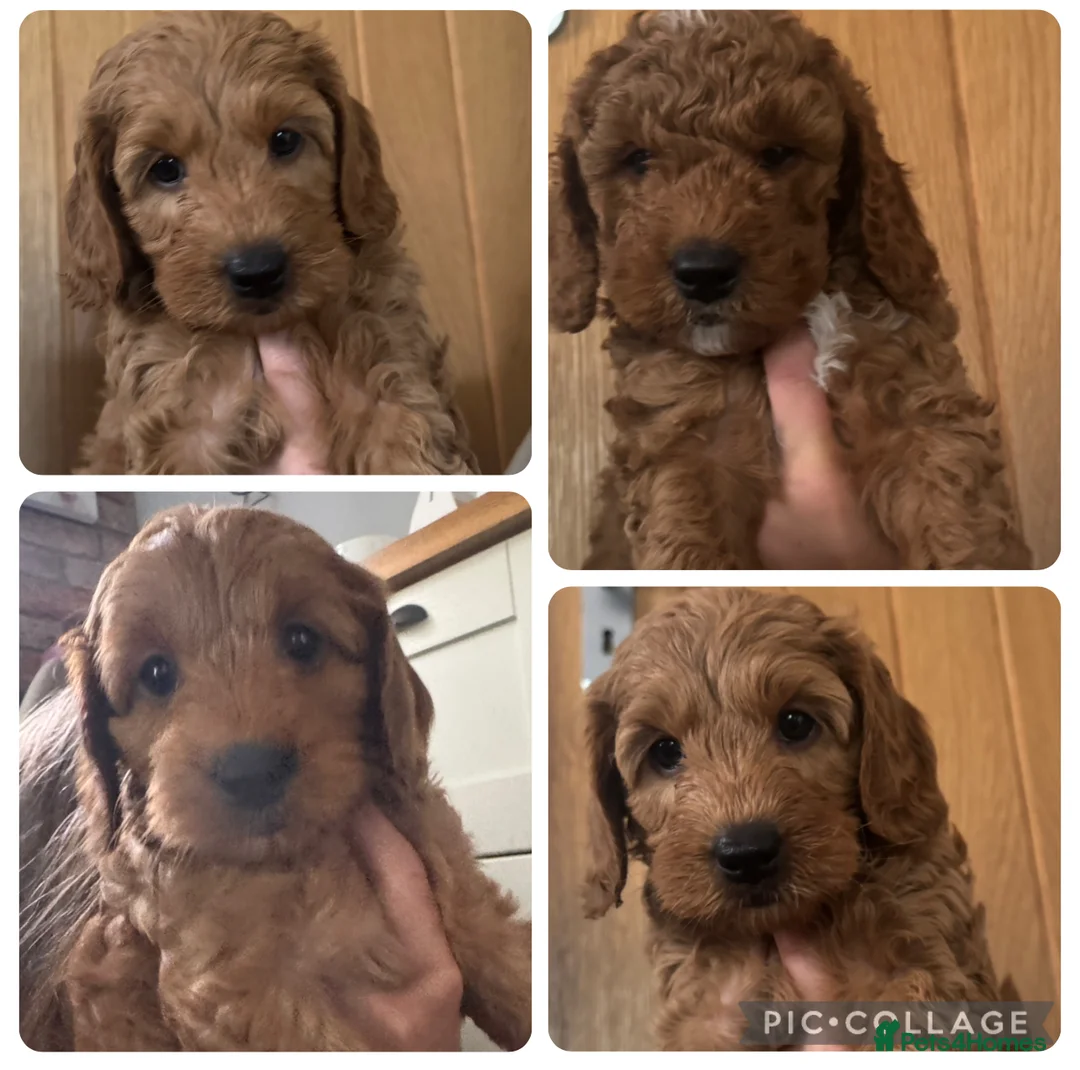 Cockapoo dogs for sale: Cockapoo Puppy  - Advert 1