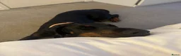Dobermann dogs for sale: 2 year old female Doberman  - Advert 1